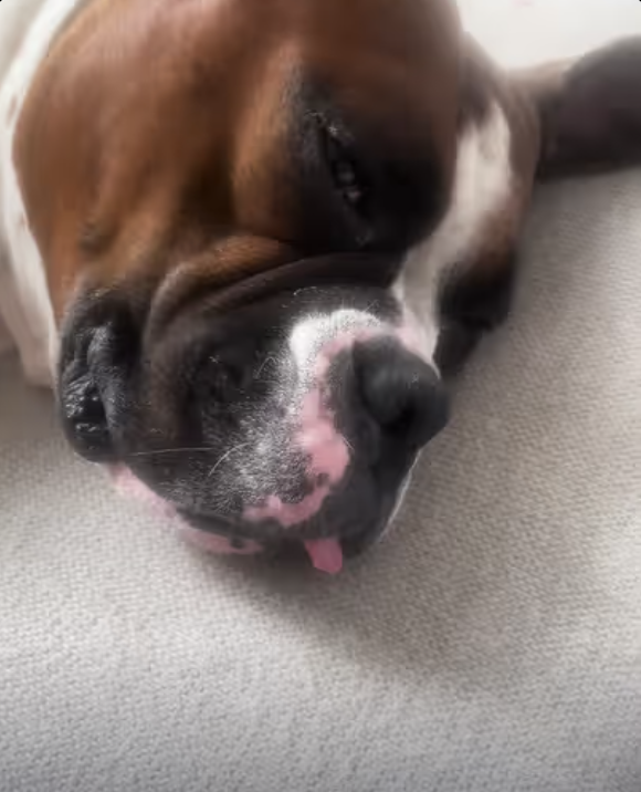 Frenchie Yoda and her boxer big brother !!!